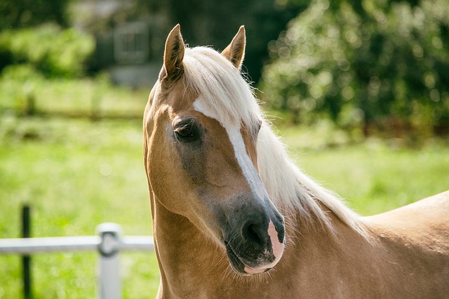 Șamponul pentru cai, de la produs veterinar la soluție miraculoasă pentru un păr frumos și sănătos